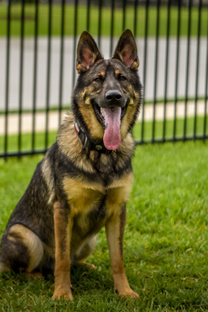 Scout the German Shepherd