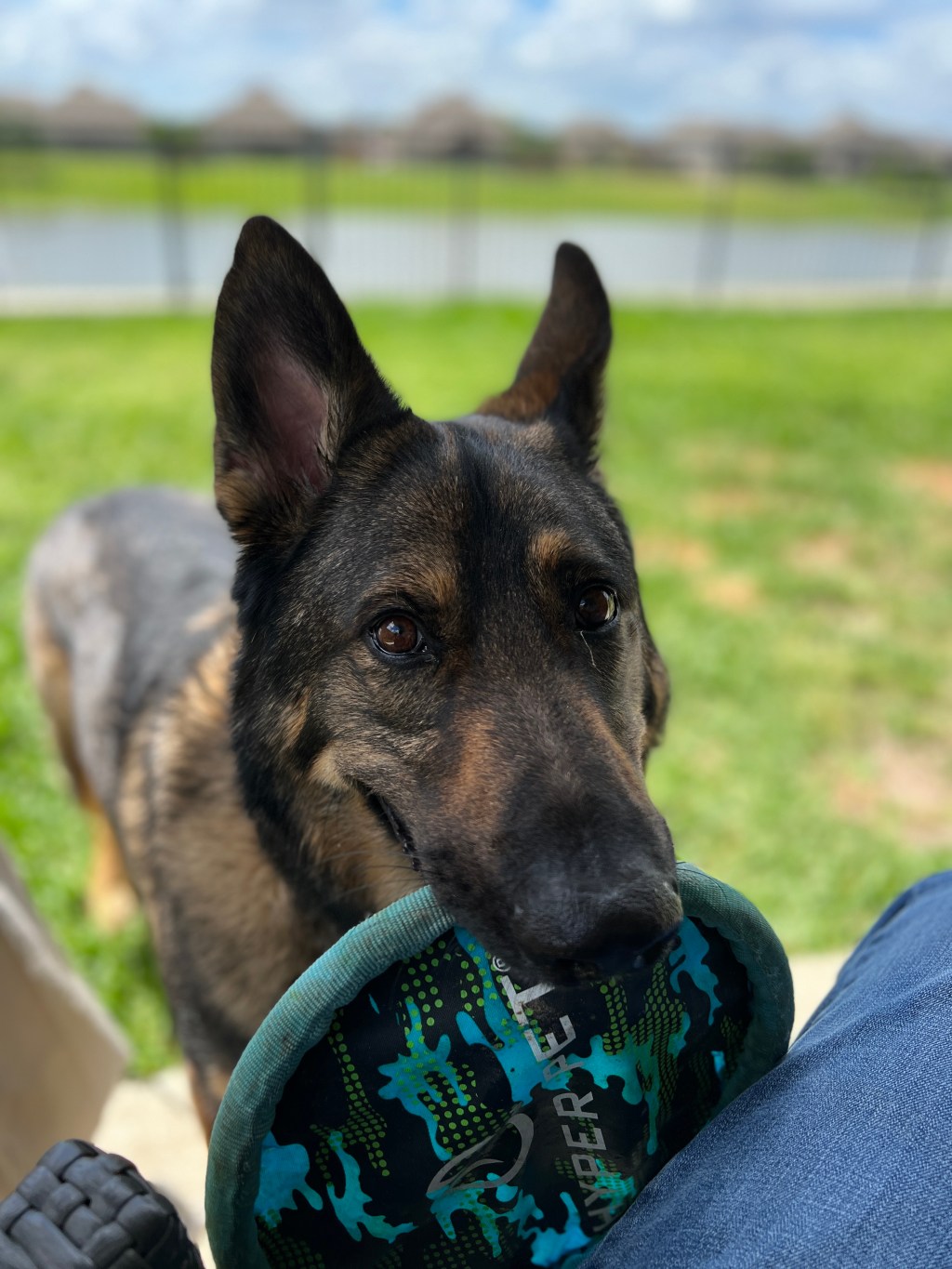 Scout the German Shepherd with the Hyper Pet Flippy Flopper frisbee