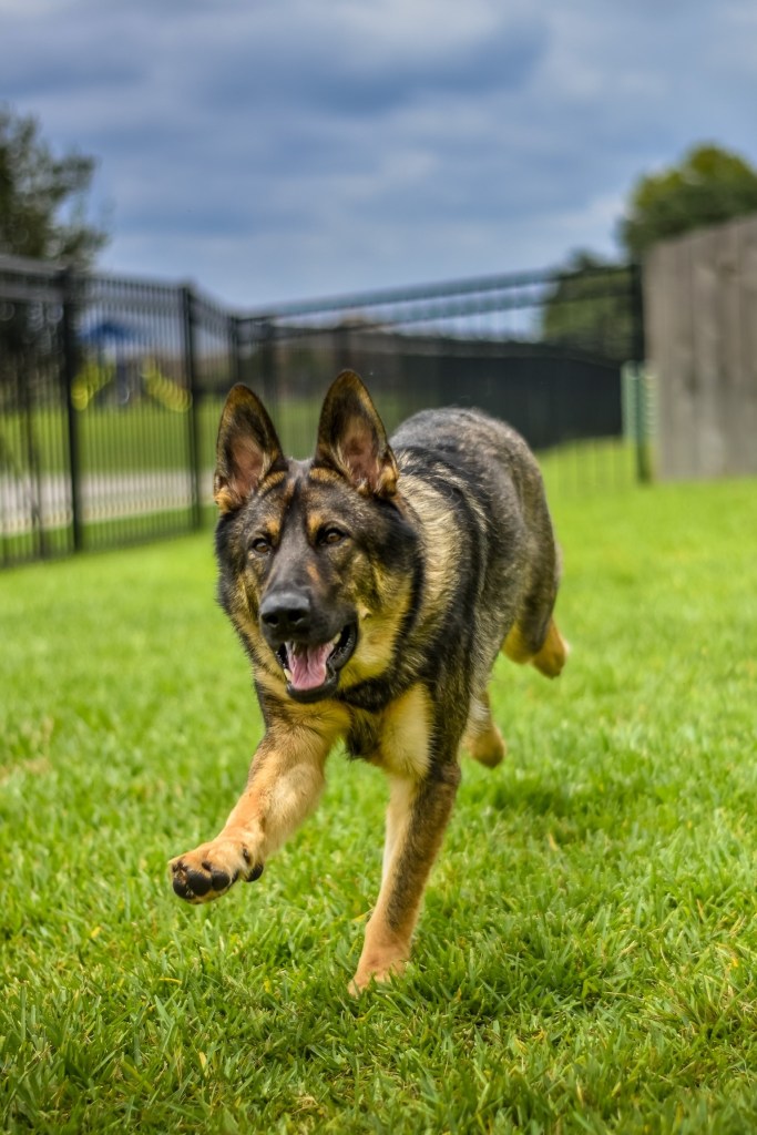 Scout the German Shepherd with the Chew King fetch ball