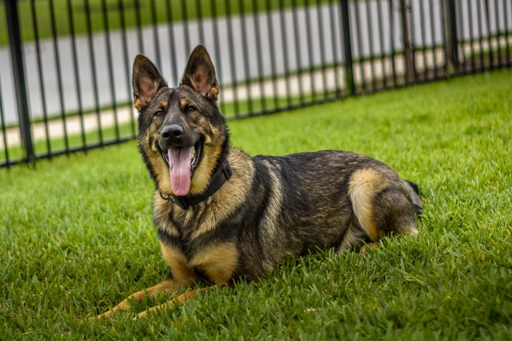 Scout the German Shepherd looking at the camera